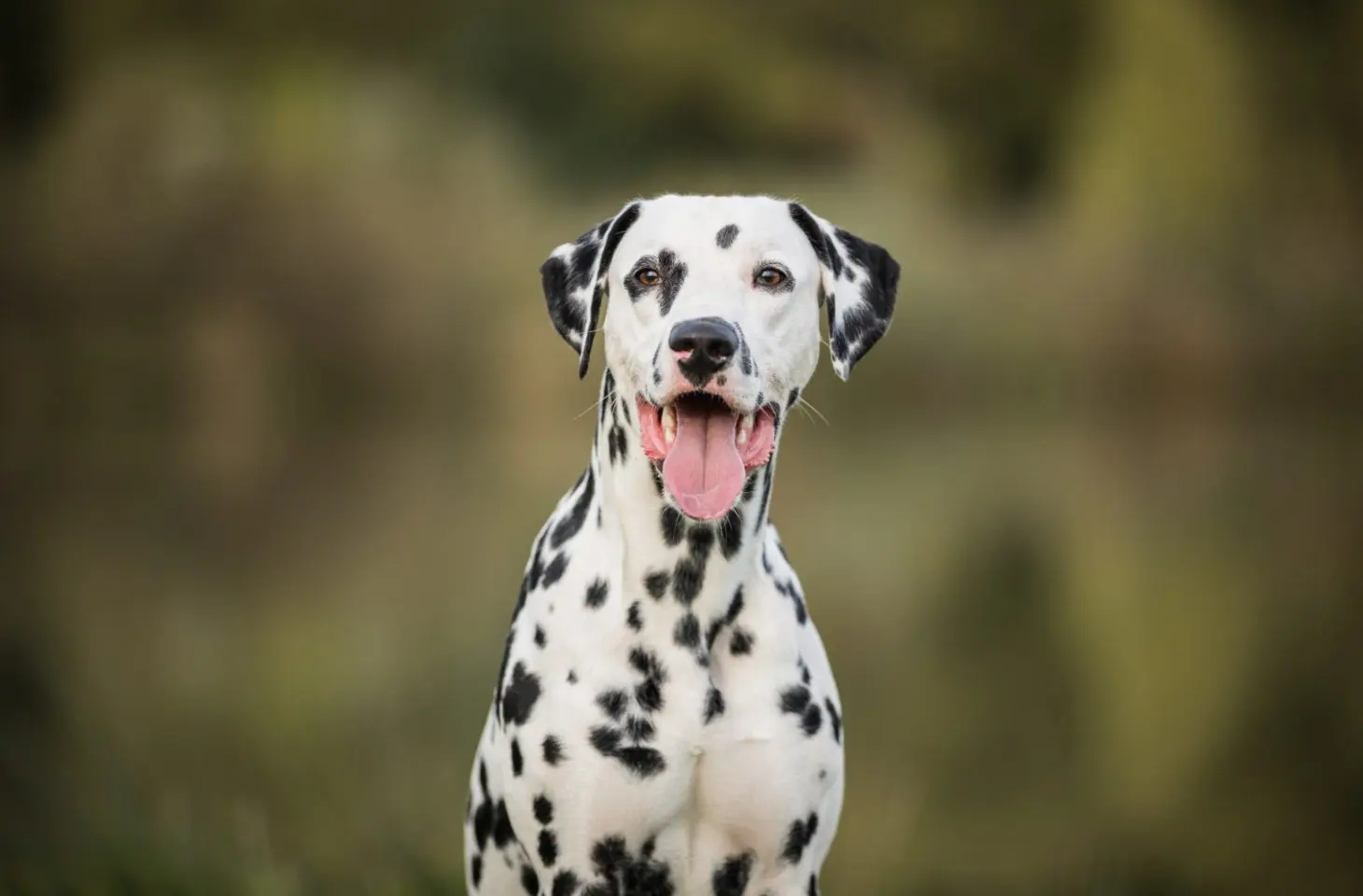 OpenStack lanceert dertigste versie Dalmatian