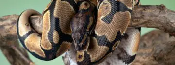 Progammeertaal Python verliest aan populariteit