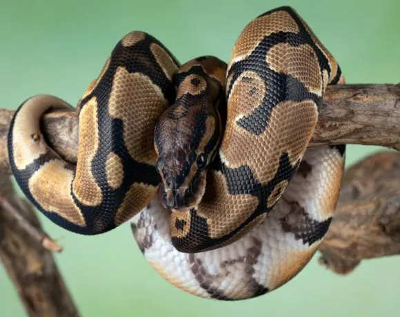 Python onttroont JavaScript op GitHub