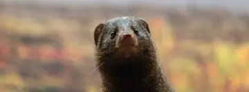Close,Up,Of,A,Cute,Mongoose,In,A,Zoo