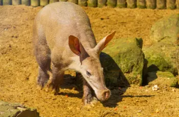 OpenAI introduceert Aardvark om kwetsbaarheden op te sporen