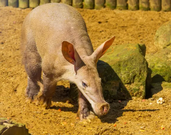OpenAI introduceert Aardvark om kwetsbaarheden op te sporen