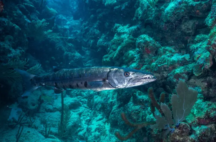 Barracuda integreert AI-assistent in cybersecurityplatform