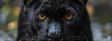 Wat je moet onthouden van CES 2026: Intel versus AMD versus een beetje Qualcomm