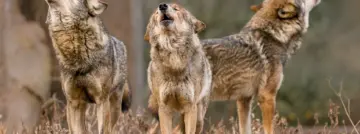 Arctic Wolf brengt ‘superintelligentie’ naar cybersecurity