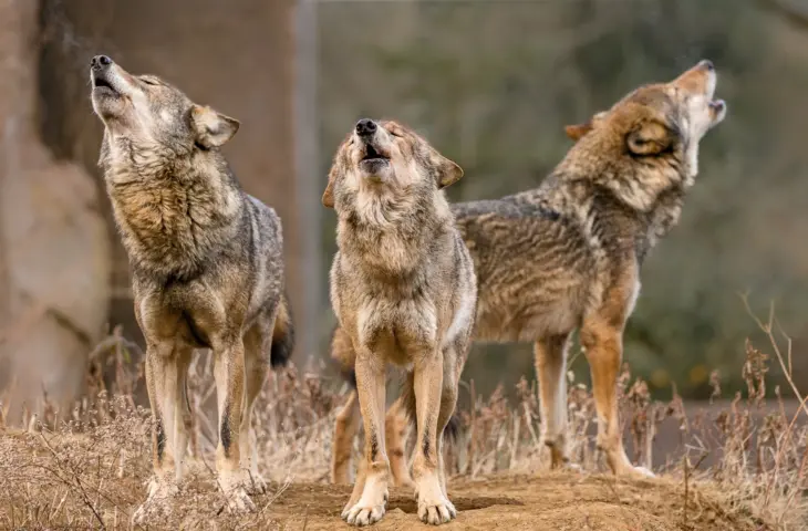 Arctic Wolf brengt ‘superintelligentie’ naar cybersecurity