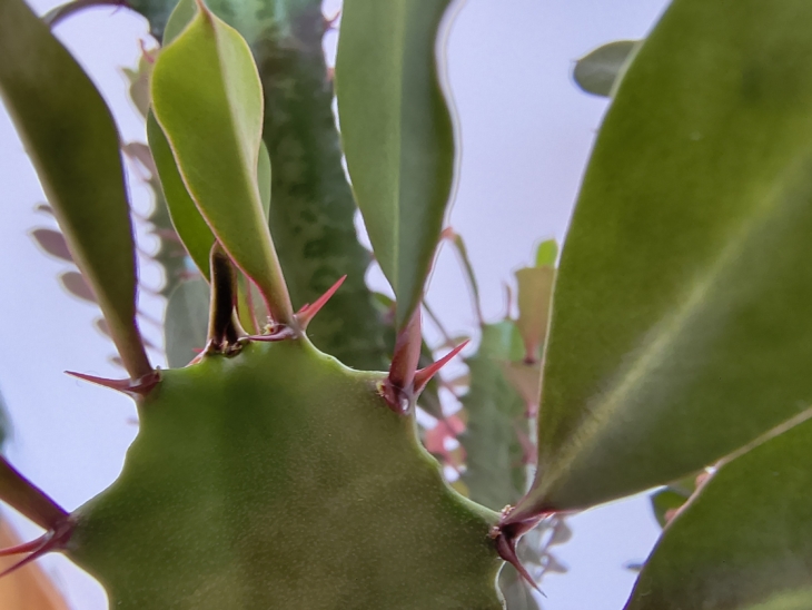 Motorola Moto G86 Macro 2